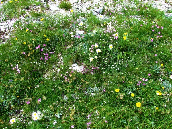 Färgglada Blommor Bakgrund Med Rosa Gula Och Vita Blommor — Stockfoto