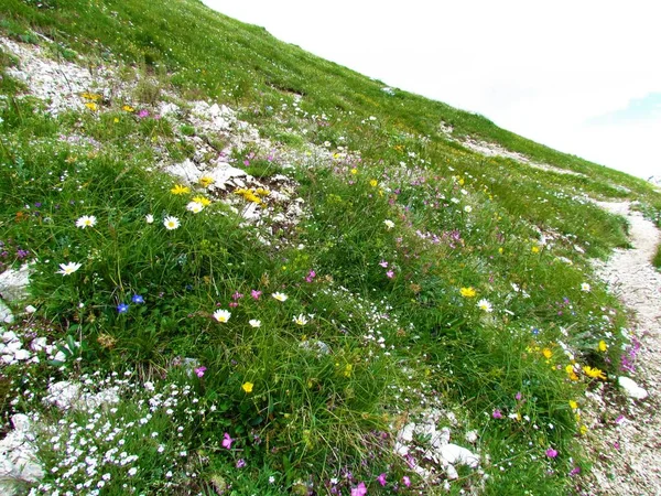 ピンク 白の花とカラフルな花の背景 — ストック写真