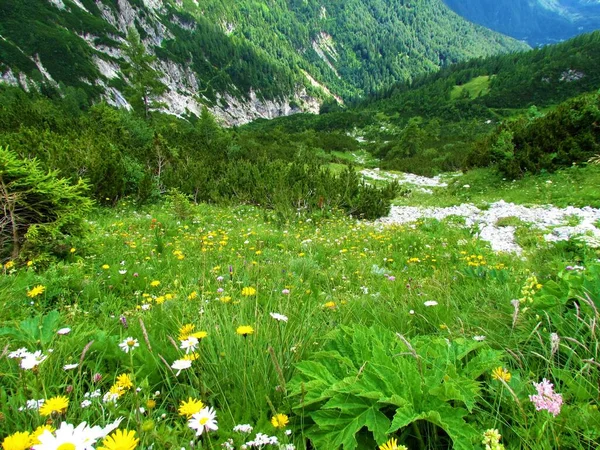 ジュリアンアルプスとトリグラフ国立公園 ムーゴ松とカラマツの森の後ろの斜面で覆われたスロベニアで黄色と白のデイジーの花を持つ高山草原 — ストック写真
