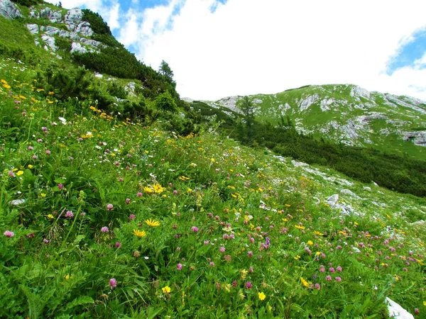 Colorful Alpine Meadow Full Pink Red Clover Other Yellow White — Stockfoto