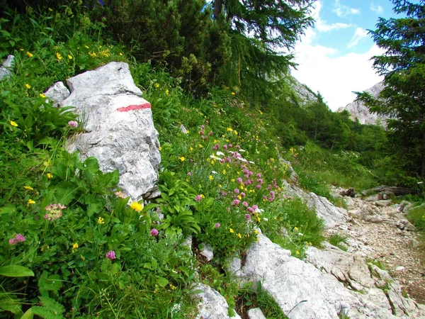 Barevná Alpská Louka Červeným Jetelem Dalšími Žlutobílými Květy Vedle Turistické — Stock fotografie