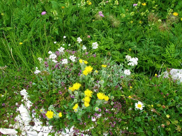 Jardín Salvaje Alpino Con Flores Halcón Lanudo Amarillo Hieracium Villosum —  Fotos de Stock