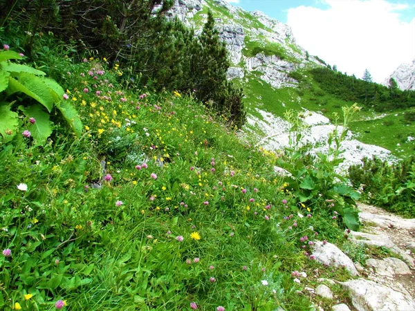 Colorful alpine meadow with yellow and pink flowers next to a hiking trail and an alpine landscape with a scree behind in Julian alps and Triglav national park, Slovenia