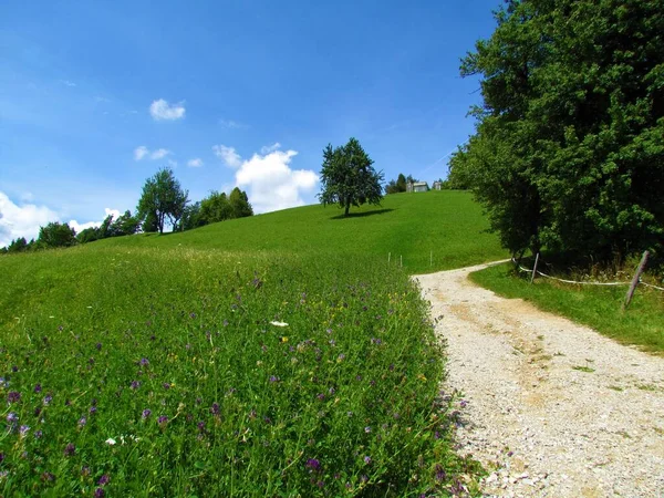 Grasbewachsene Hänge Unterhalb Des Hügels Osolnik Gorenjska Slowenien Mit Einsamen — Stockfoto