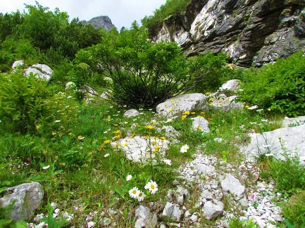Kleurrijke Alpine Wilde Tuin Met Gele Witte Madeliefjes Bloemen Rhamnus — Stockfoto