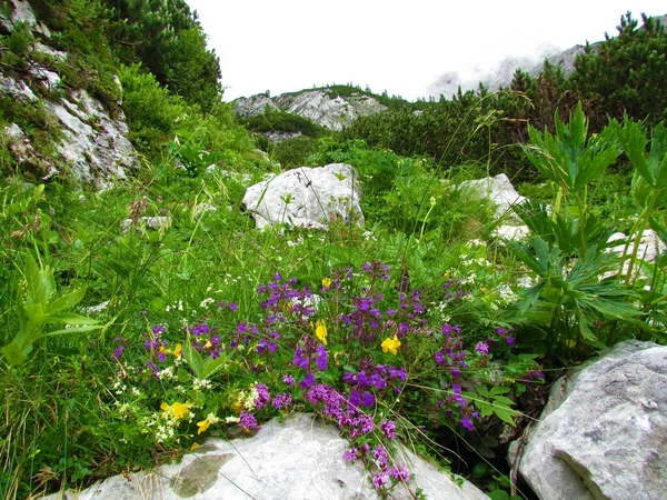Alpiner Wildgarten Mit Lila Felsenthymian Acinos Alpinus Und Anderen Gelben — Stockfoto