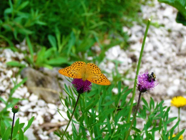 Mariposa Macho Fritillary Argynnis Paphia Lavada Plata Naranja — Foto de Stock