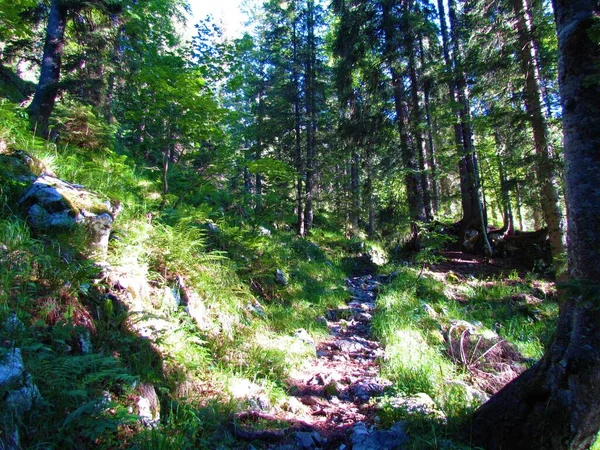 Der Weg Führt Durch Einen Fichtenwald Mit Sonnenlicht Auf Das — Stockfoto