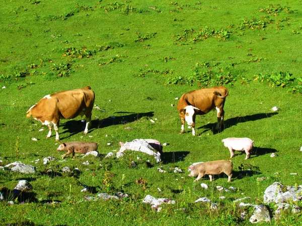 Vacas Cerdos Pasto Con Una Vaca Cerdo Mirándose Uno Otro — Foto de Stock