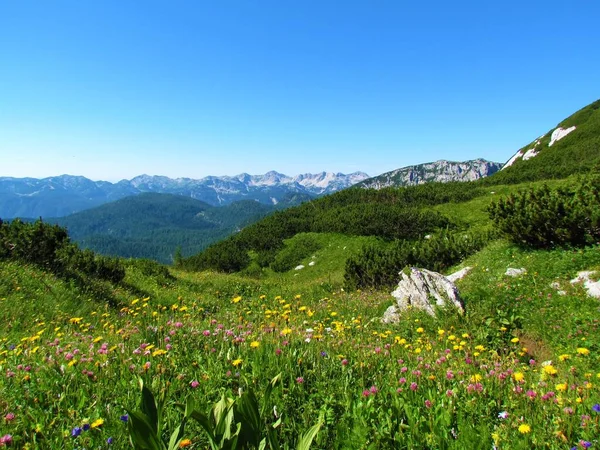 Mountains in Julian alps and Triglav national park in Gorenjska, Slovenia with a wild garden of yellow an pink wild flowers in front and alpine meadow and creeping pine behind