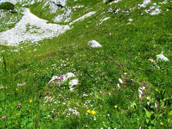 Bunte Almwiese Mit Weißen Gelben Und Rosa Blüten Und Einem — Stockfoto