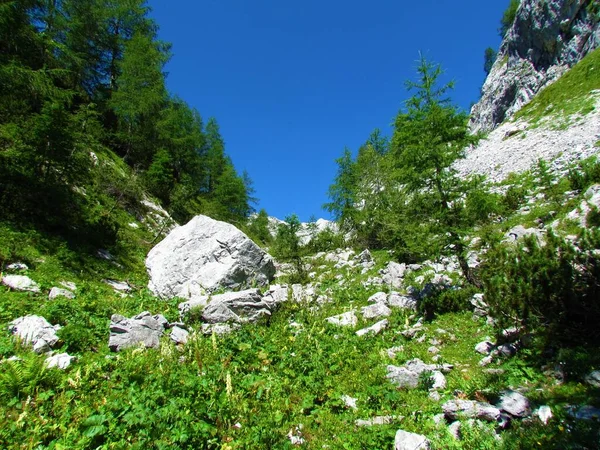 Pendiente Alpina Cubierta Rocas Exuberante Vegetación Alerces Con Solado Los — Foto de Stock