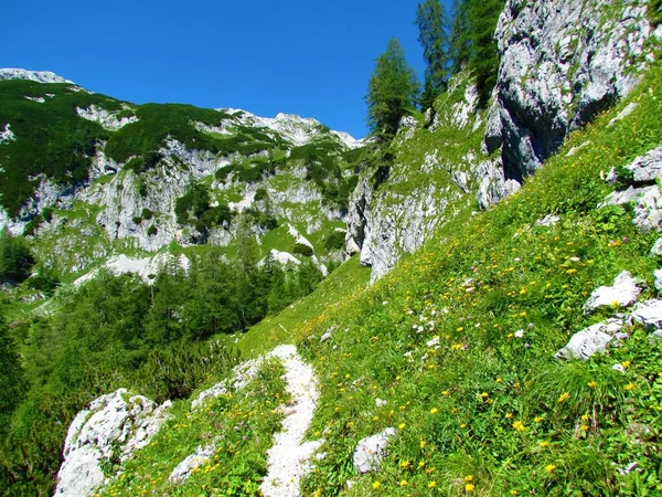 Exuberante Prado Alpino Con Flores Amarillas Alerces Montañas Detrás Sendero —  Fotos de Stock