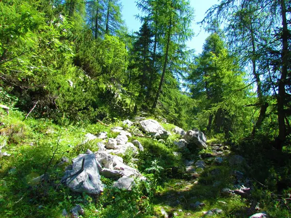 Forêt Mélèzes Montagne Avec Sentier Traversant Les Alpes Juliennes Parc — Photo