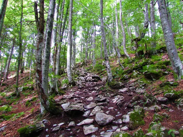 Path Full Rocks Leading Beautiful Temperate Deciduous Broadleaf Common Beech — ストック写真