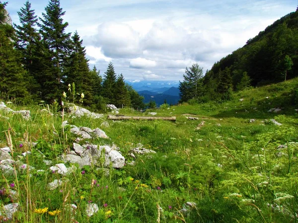 Prairie Alpine Luxuriante Avec Des Fleurs Blanches Roses Incl Cyclamen — Photo