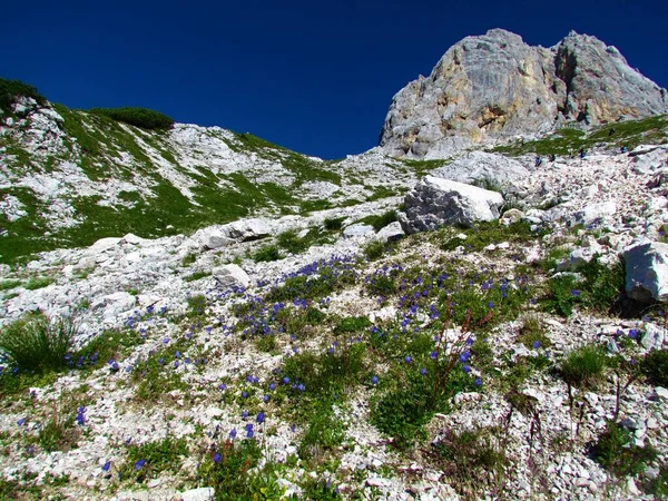 Скалистый Альпийский Пейзаж Голубым Колокольчиком Campanula Cochleariifolia Горная Вершина Позади — стоковое фото