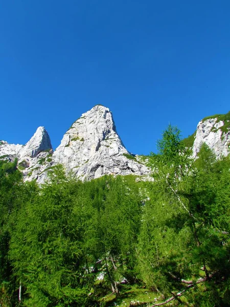 Vrchol Hory Tyčící Nad Modřínovým Lesem Juliánských Alpách Slovinsko — Stock fotografie