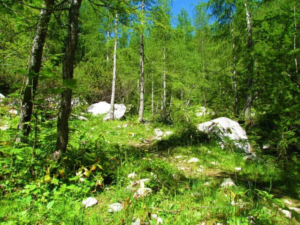 在斯洛文尼亚的朱利叶斯阿尔卑斯 明亮的绿色落叶松林和一个小空地 周围长满了巨大的岩石 — 图库照片