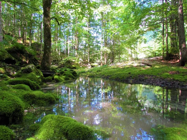 Ormanda Etrafı Yosun Kaplı Kayalarla Çevrili Küçük Bir Gölet Slovenya — Stok fotoğraf