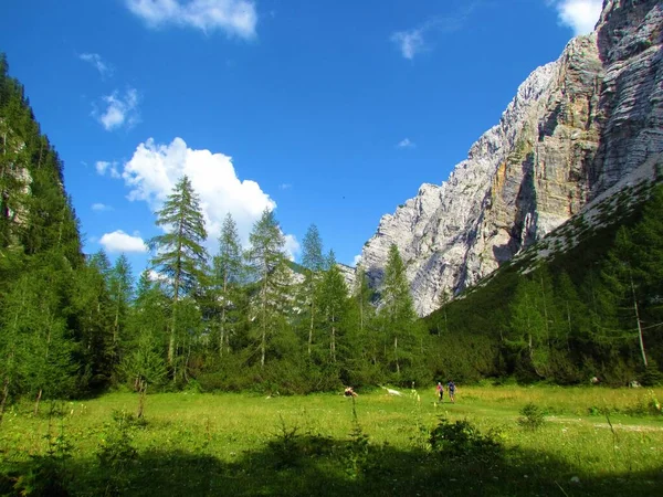 Padang Rumput Alpen Dan Pohon Larch Dan Pegunungan Naik Punggung — Stok Foto