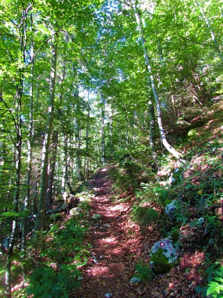 通往斯洛文尼亚朱利叶阿尔卑斯山温带落叶阔叶树林的道路 — 图库照片
