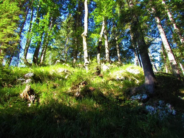 地面に陽射しのある広葉樹林 — ストック写真