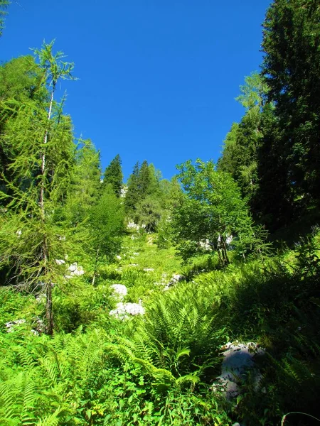 Berghang Mit Üppiger Vegetation Aus Farnen Und Bäumen Der Seite — Stockfoto