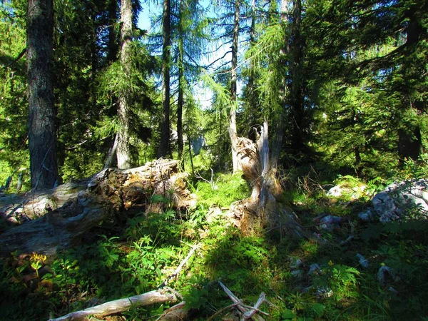 Larch Forest Sunlight Shining Plants Covering Ground Snag Julian Alps — Stock Photo, Image