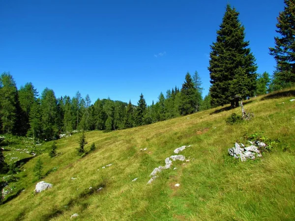 Grasveld Met Naaldbos Van Sparren Lariks Achter Julian Alps Slovenië — Stockfoto