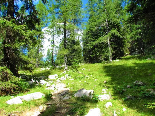 Helle Lichtung Einem Lärchenwald Den Julischen Alpen Slowenien Und Ein — Stockfoto