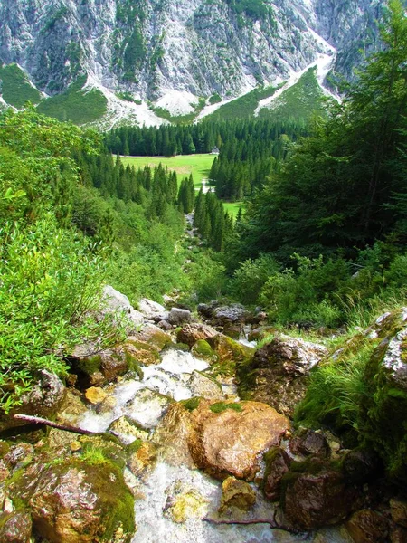 Nadiza Creek Tamar Julian Alps Slovenia Clearing Conifer Spruce Forest — Stock Photo, Image