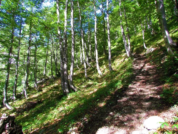 Beukenbos Met Weelderig Loof Zomer Een Zonnige Dag — Stockfoto