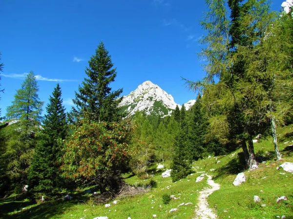 Prati Montagna Boschi Abeti Rossi Larici Conifere Nelle Montagne Del — Foto Stock