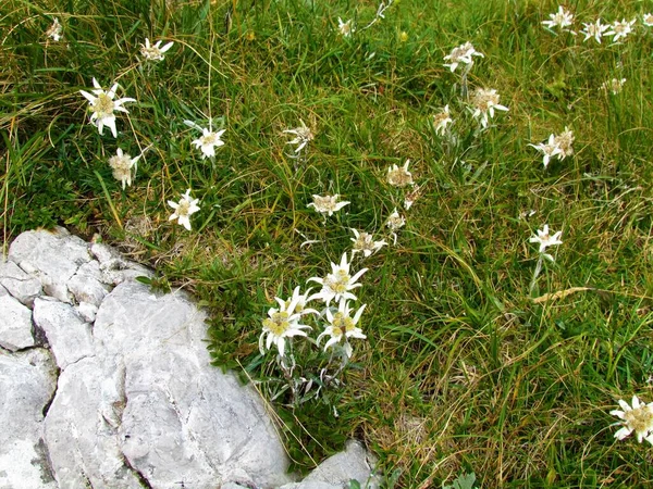 Close Group Edelweiss Leontopodium Nivale Flowers — Stock Photo, Image