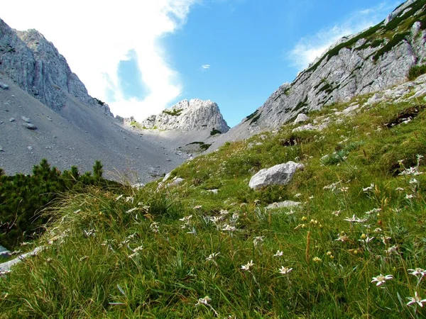 Vale Alpino Montanhas Karavanke Eslovênia Flores Edelweiss Leontopodium Nivale Prado — Fotografia de Stock