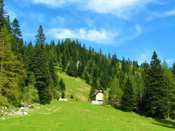 Bergweide Bij Zelenica Karavanke Bergen Omgeven Door Lariks Sparren Naaldbos — Stockfoto