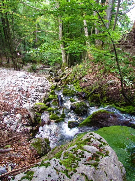 Ruscello Con Rocce Ricoperte Muschio Mrzle Vode Vicino Gozd Martuljek — Foto Stock