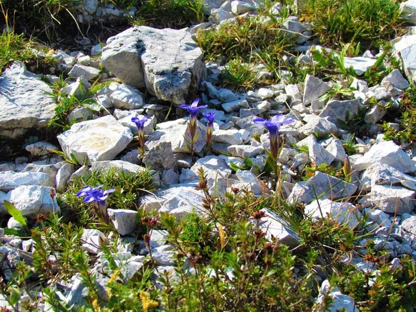Blue Gentianella Ciliata Flowers Growing Rocky Terrain — Stock Photo, Image