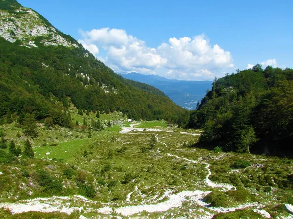 朱利安阿尔卑斯山和特里格拉夫国家公园Planina Suha的山地牧场 森林覆盖四周的斜坡和后面的山丘 — 图库照片