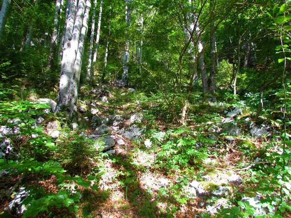 Beech Forest Sunlight Shining Ground — Stockfoto