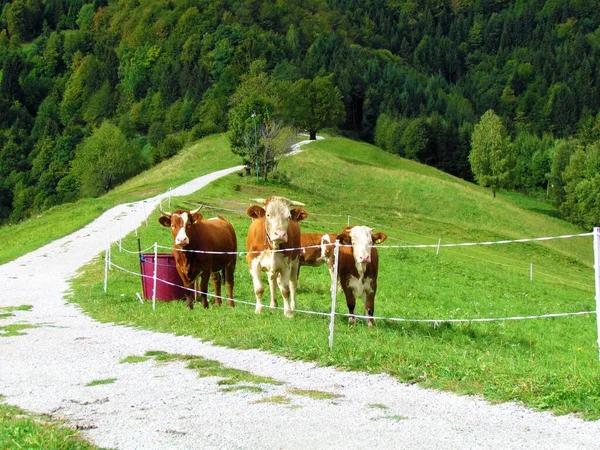 Ομάδα Αγελάδων Που Στέκονται Ένα Βοσκότοπο Κοιτάζοντας Την Κάμερα — Φωτογραφία Αρχείου