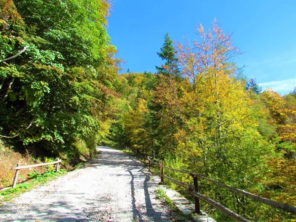 Schotterstraße Die Einem Wald Mit Gelb Orangefarbenem Herbstlaub Vorbei Zum — Stockfoto