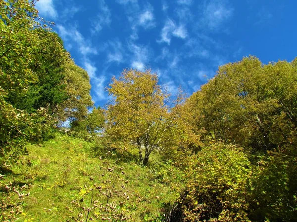 Despejando Bosque Otoñal Cubierto Hierba Con Árbol Medio Follaje Naranja — Foto de Stock