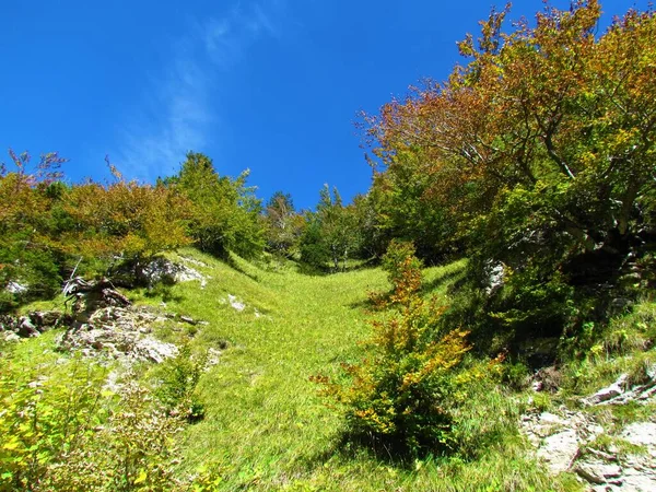 Pendiente Cubierta Prados Rodeada Árboles Colores Otoñales Eslovenia — Foto de Stock