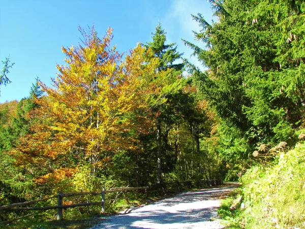 Droga Żwirowa Prowadząca Przez Las Żółtych Pomarańczowych Jesiennych Liściach Przełęczy — Zdjęcie stockowe