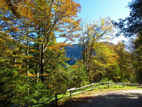 黄色とオレンジ色の紅葉の森を抜けてスロベニアのLjubelj峠まで続く砂利道 — ストック写真