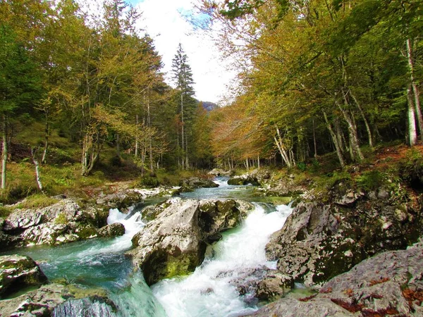 Scénická Řeka Mostnica Kority Mostnice Slovinsku Obklopená Barevným Podzimním Lesem — Stock fotografie