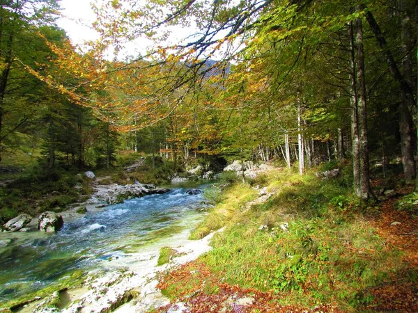 Arroyo Mostnica Garganta Mostnica Gorenjska Eslovenia Rodeado Coloridos Bosques Otoño —  Fotos de Stock