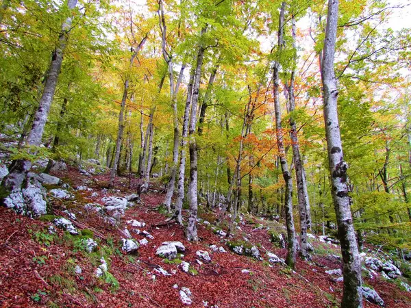 Slovenya Renkli Sonbahar Yaprak Döken Ilıman Geniş Yapraklı Orman — Stok fotoğraf